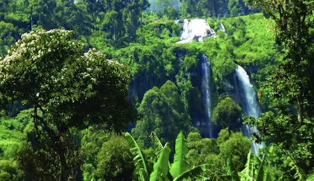 Natural forest with diverse species and age classes