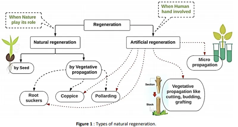 Natural regeneration methods including seed fall and coppicing