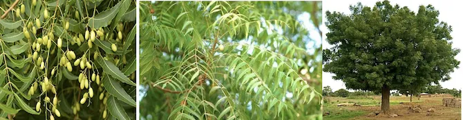 Neem tree (Azadirachta indica) with dense green foliage