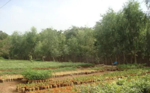 Forest nursery with seedlings being raised in beds
