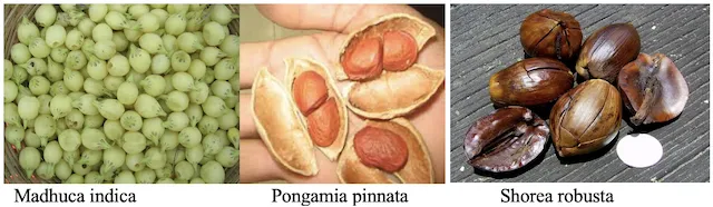 Forest oil seeds including Madhuca indica, Pongamia, and Neem