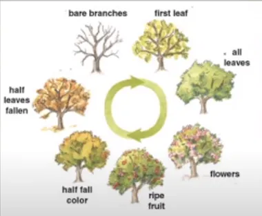 Phenological cycle showing flowering, fruiting, and leaf shedding seasons