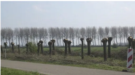 Pollard system showing trees cut above browsing height for fodder shoots