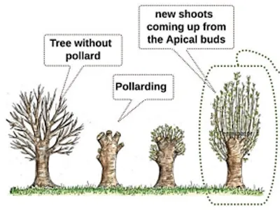 Pollarding technique showing tree cut at 1-1.25 m height above browsing level