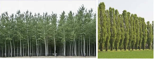 Poplar trees planted in rows along field boundaries in northern India