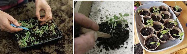 Pricking out seedlings from germination bed into individual containers