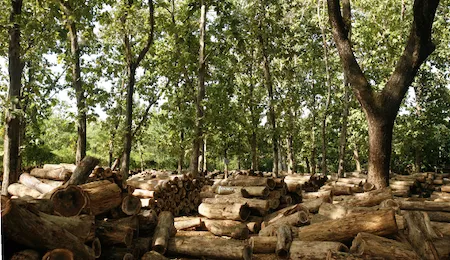 Production forest managed for sustainable timber harvesting