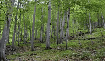 Protection forest on steep slopes preventing soil erosion