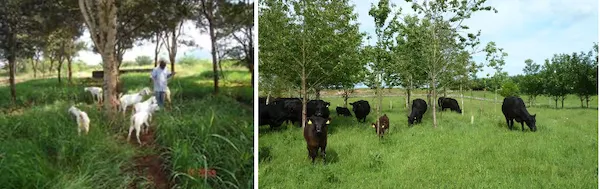 Protein bank showing rows of high-protein fodder trees planted for cut-and-carry feeding of livestock