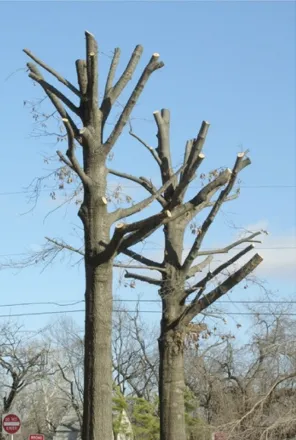 Pruning lower branches to produce knot-free timber