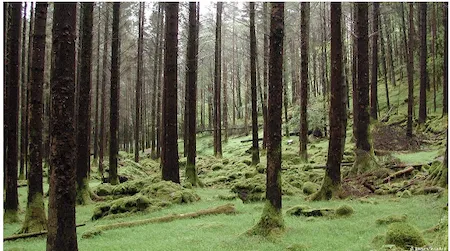 Pure forest with a single dominant tree species