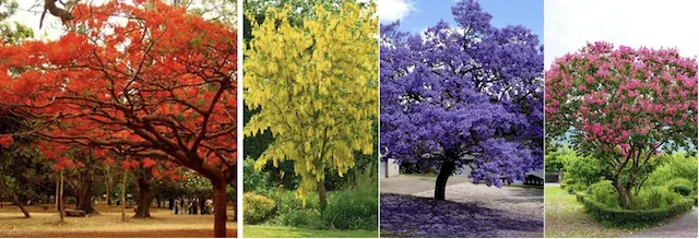 Flowering trees in a recreational forestry area