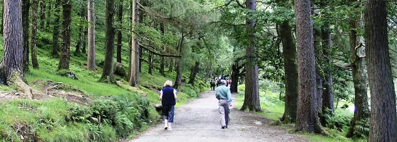 Recreational forestry area with ornamental trees and green spaces