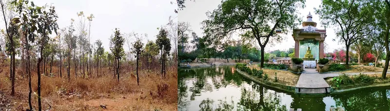 Restoration of degraded forest land with new plantations