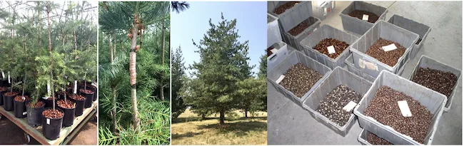 Seed orchard with genetically superior trees for seed production