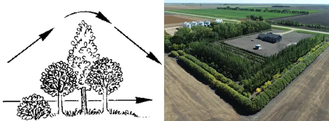 Aerial or landscape view of a shelterbelt protecting agricultural fields from wind