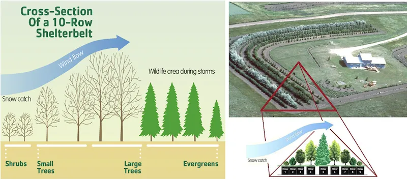 Cross-section diagram of a shelterbelt showing triangular profile with tall trees in centre and shorter vegetation on sides
