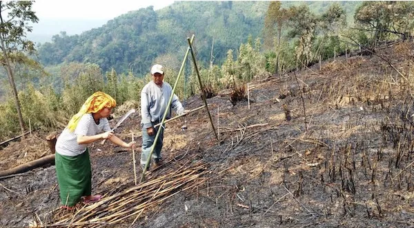 Illustration of the shifting cultivation cycle showing forest clearing, burning, cropping, and fallow stages