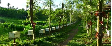 Silviapiary system showing bee hives placed among nectar-producing trees