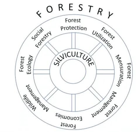 Diagram showing eight branches of forestry with silviculture at the centre