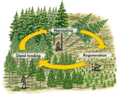 Silviculture operations in a forest plantation