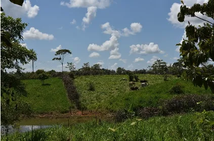 Agrisilvipastoral system showing trees, crops, and livestock integrated on the same land