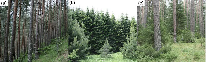 A forest stand showing a uniform group of trees in a defined area