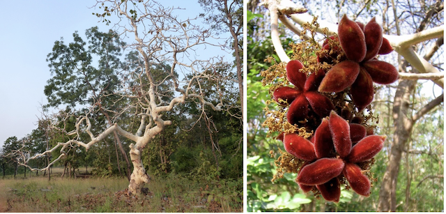 Sterculia urens