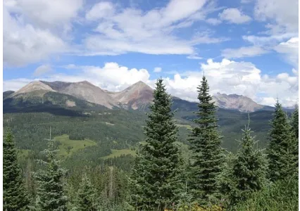 Sub-alpine forest near the tree line