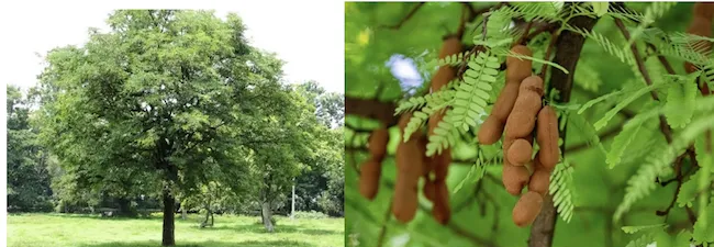 Tamarind tree with dense spreading canopy and fruit pods