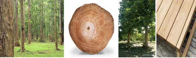 Teak tree (Tectona grandis) showing characteristic large leaves and timber