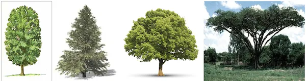 Tree crown showing the branchy upper part with leaves