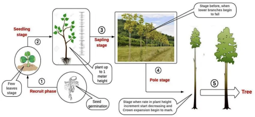 Stages of tree growth from recruit to mature tree