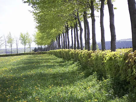 Soil conservation hedges with trees planted on bunds and terraces to prevent erosion