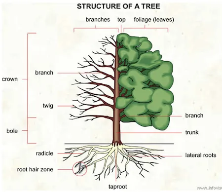 Tree anatomy showing stem, bole, and trunk structure