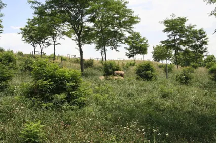 Trees and shrubs scattered across pasture land providing shade for grazing livestock
