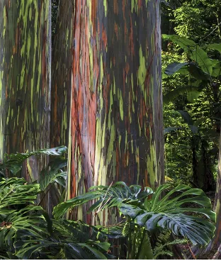 Tropical forest with dense canopy and diverse species