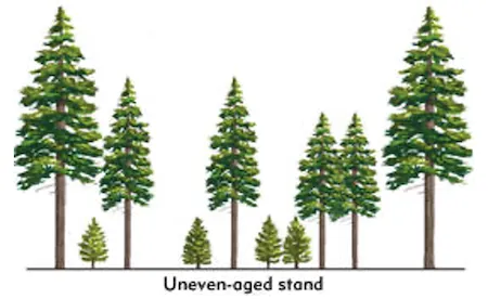 Uneven-aged forest stand with trees of varying heights and ages
