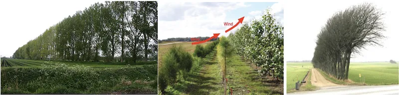 Windbreak consisting of narrow rows of trees protecting a farm from wind