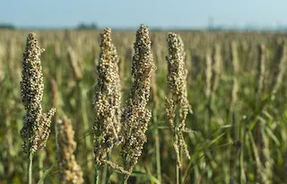 Varieties of millets including jowar, bajra, and ragi displayed together