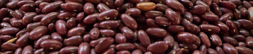 International Year of Pulses