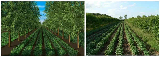 Alley cropping system showing hedgerow trees with annual crops growing in the alley between rows
