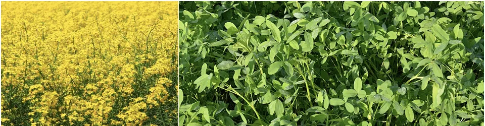 Augment crop example showing companion crops added to increase the first cutting yield