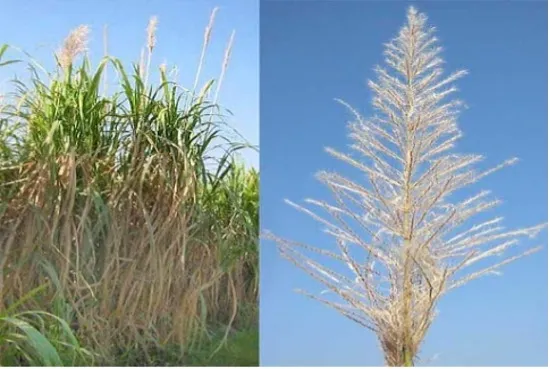 Sugarcane arrow inflorescence emerging above mature cane plants
