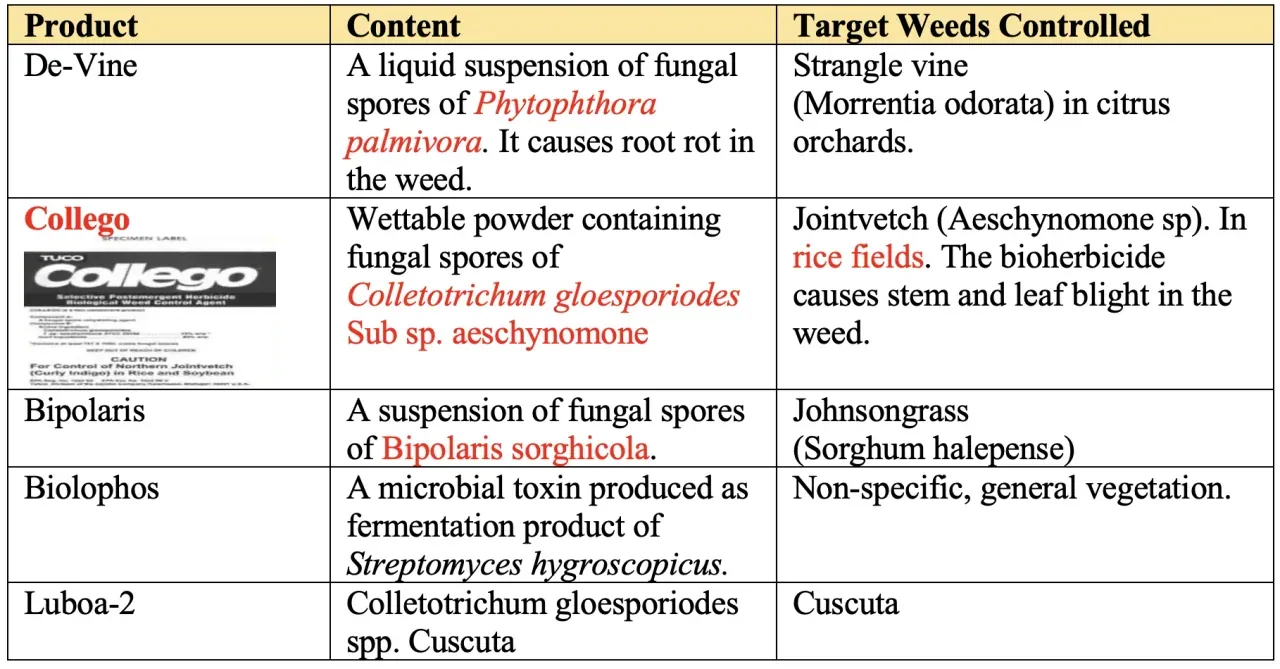 Bioherbicide concept using pathogens or microbial products for weed suppression