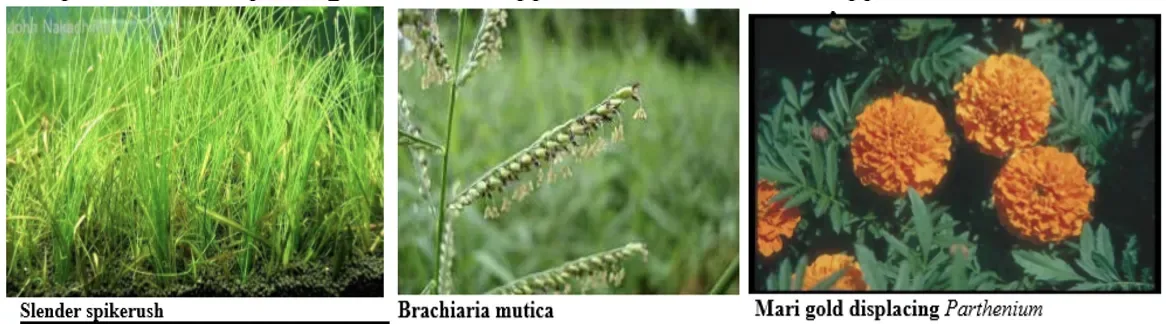 Crop and weed competition causing yield loss through light water nutrient and space competition