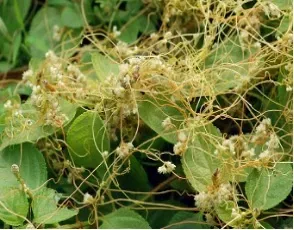 Cuscuta dodder wrapped around host stems as a total stem parasitic weed