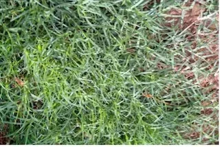 Cynodon dactylon as a perennial grassy weed spreading through runners