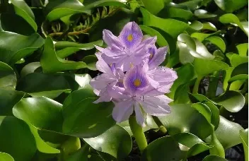Water hyacinth floating densely on a water body as an aquatic weed