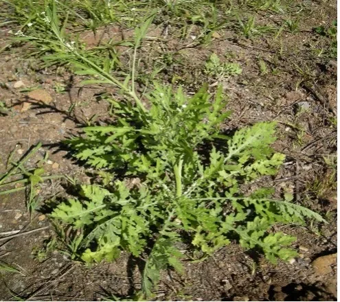 Parthenium weed growing aggressively in an uncultivated field